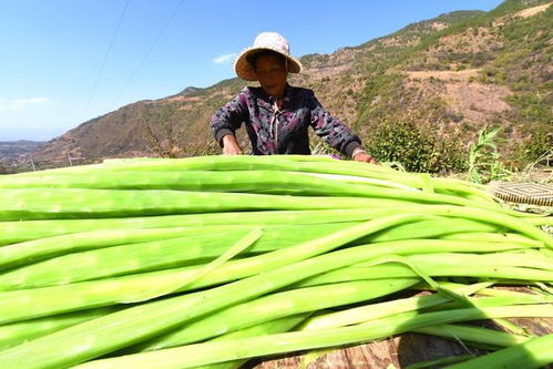 路边种草，高茎干还是矮小品种？真相来了！
