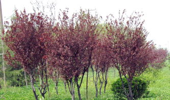 红叶李的营养价值