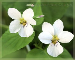 思念远方朋友：紫罗兰的花语深情表达