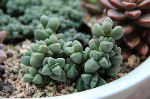 替代品：其他花的可嫩性