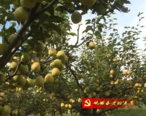 果园种草，三大黄金组合助你省下60%化肥钱！