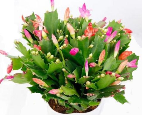 蟹爪花如何养护才能花开富贵？