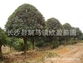 精品树形的树不Neng是截冠苗