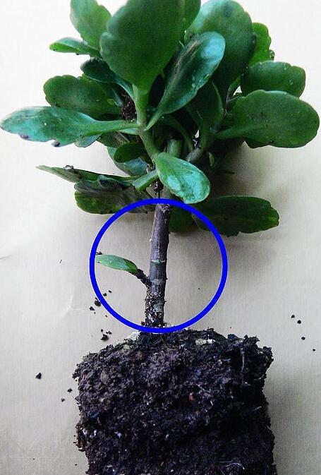 长寿花浇水过多，如何挽救