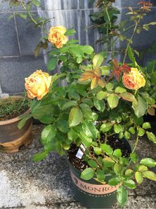 浇水与肥料的重要性