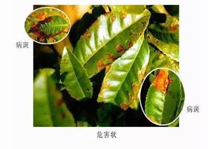 百菌清在防治沙皮病上的作用