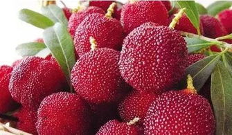 杨梅是慢性子， 你催它三天发芽，它敢三年不后来啊