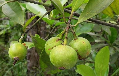 五眼果树皮，神奇的生长魔法