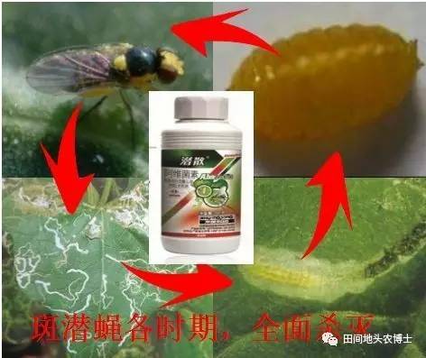 防治斑潜蝇，我有妙招