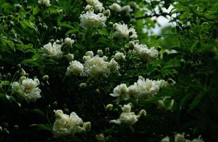 冬天给木香花浇水，如何避免冻伤