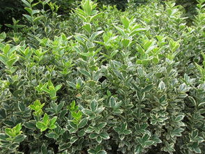 金边黄杨的小烦恼