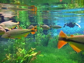 凤尾鱼栖息于清澈水域，与浮游生物和谐共生