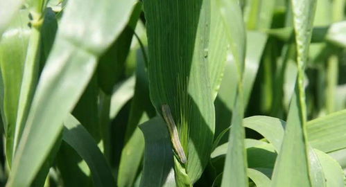 如何彻底消除被杀虫剂喷杀的螳螂，确保其不再对农作物构成威胁？