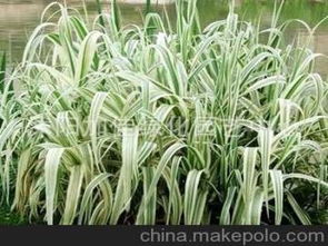 彩叶水生植物的应用