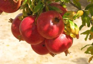 先来谈谈选苗吧，这是个技术活儿