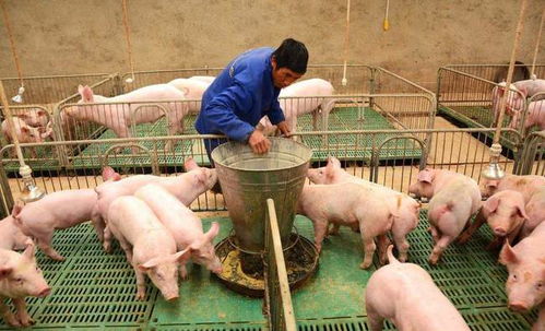 澳大利亚研究：鱼产品饲料养猪