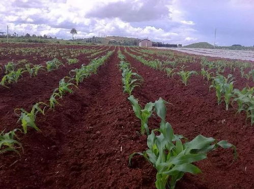 播种方法与气候选择