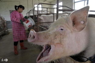 春季生猪养殖如何控温除湿防霉变，六大关键一步到位？