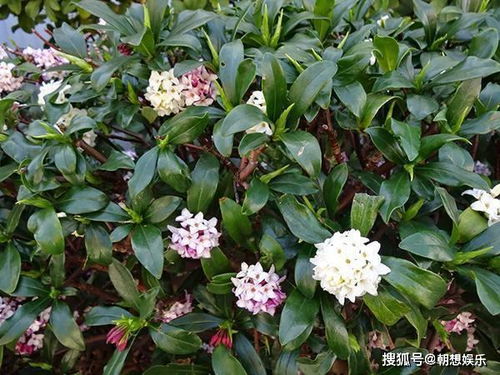 家中不宜养瑞香花，为何其香气有毒