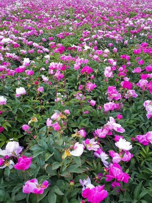 花花草草，美不胜收——适合成片种植的花全解析清单