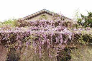家门口种紫藤树真的好吗？风水影响揭秘！
