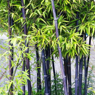 青竹和紫竹哪个geng好？