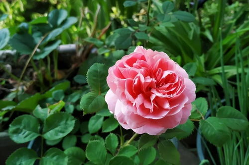 月季花之美， 犹如梦幻般的邂逅