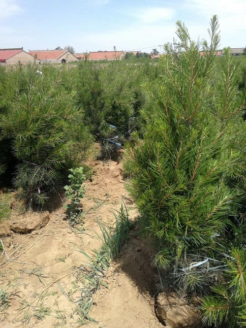 3米白皮松的价格波动：是贵还是便宜？