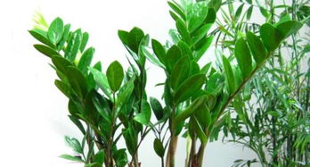 换盆时的绝招分享