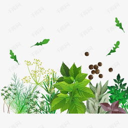 香草植物的世界，一片绿色的海洋