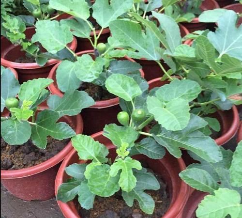 微量元素， 不可忽视