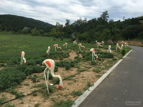 大连英歌石植物园或被拆除，实属遗憾！