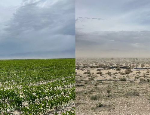 Q：盐碱地种草肯定亏本？