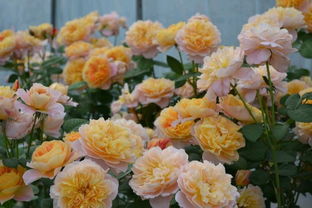 如何给月季花施肥