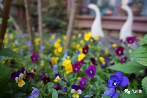 夏日花园，花影婆娑