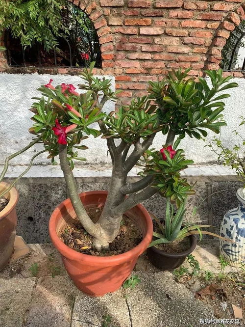 一分钟学会沙漠玫瑰四季浇水秘诀， 天天小花农教你轻松养花