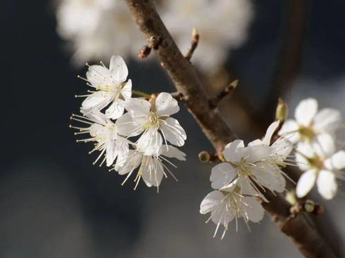 樱桃花海何时绽放？想一睹芳华