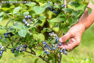 家庭种植蓝莓难不难？只需掌握这些关键条件