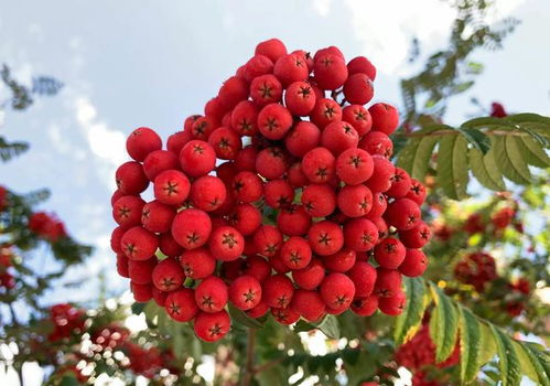 庭院中的火焰精灵：一串红，这串火焰精灵的红光，是预示着好运还是灾难降临？