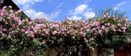 切花月季，摘下来送给你