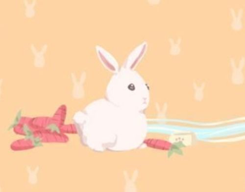 属兔人的花语：温柔与财运