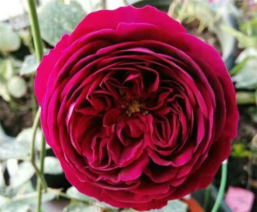 皇家胭脂：红得耀眼， 香得醉人