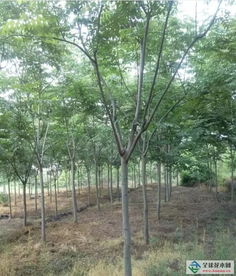 如何确保不同品种苗木的规格统一