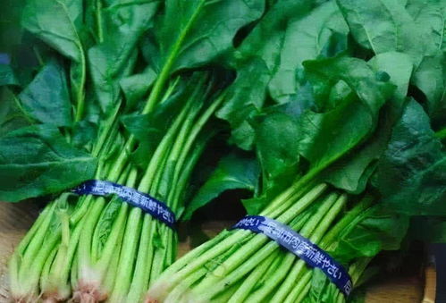 菠菜：早春的绿色小精灵