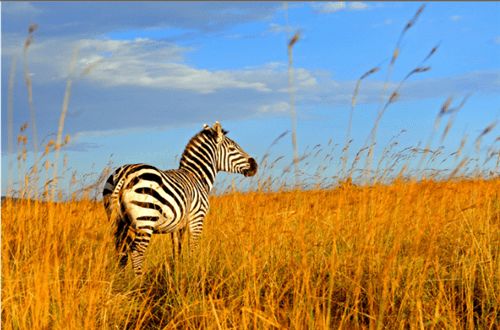 树林里种植哪种草既耐阴又不易被野生动物破坏Zui靠谱？