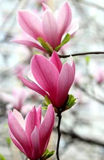 玉兰花：会爬墙的春信使