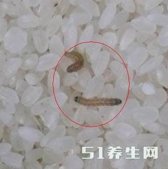 小米生虫了怎么办？教你几招轻松解决米虫烦恼