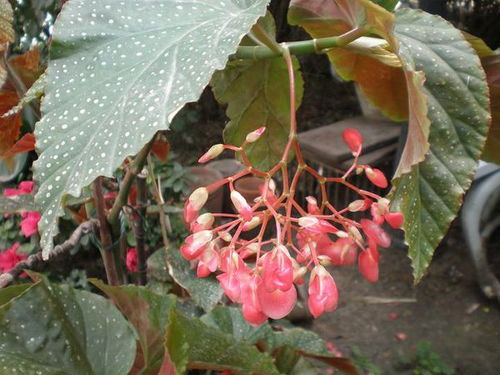 花叶白点，是何病毒侵袭