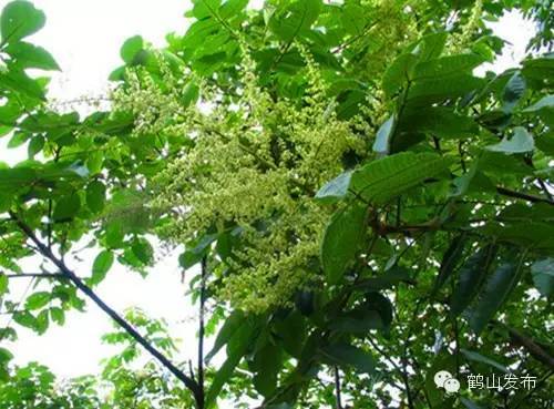 广西伟景园林绿化工程有限公司，专业种植盐肤木！