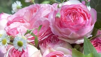 月季品种的选择：哪种geng值得购买种植？